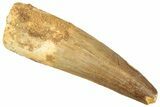 Fossil Spinosaurus Tooth - Real Dinosaur Tooth #239272-1